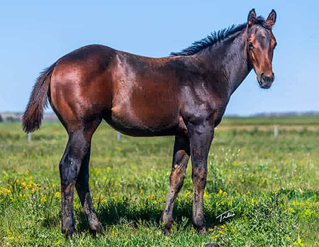 TPH StreakNisHustlin