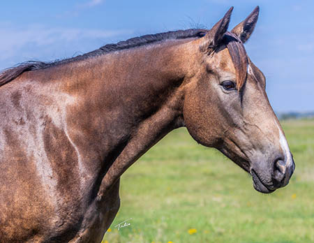 Avidly Frenchin
