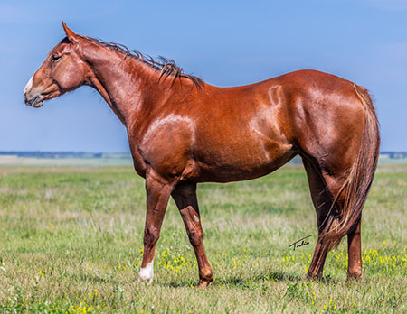 Haydays HulaStar