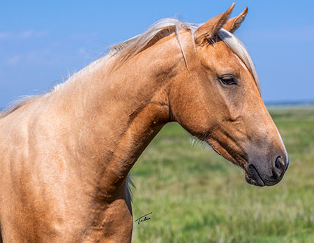 SFD Sheza Slick Hula