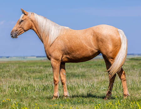 SFD Sheza Slick Hula