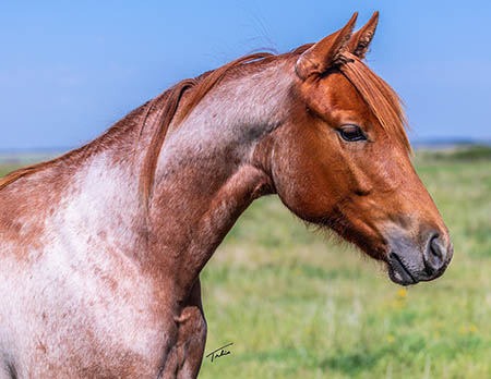 TPH Avidly StreakN