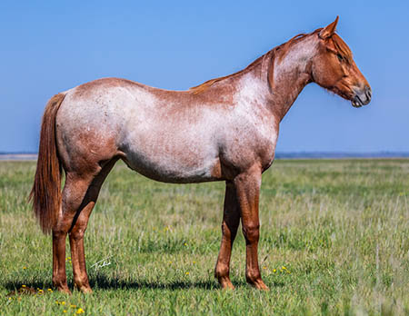 TPH Avidly StreakN