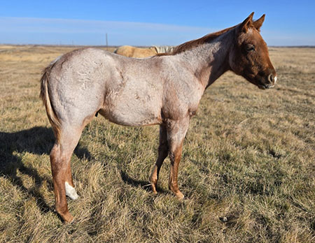 TPH Mystically StreakN