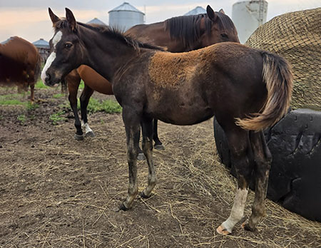 TPH NickstersTribute