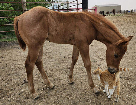 TPH StreakNisaBigDeal