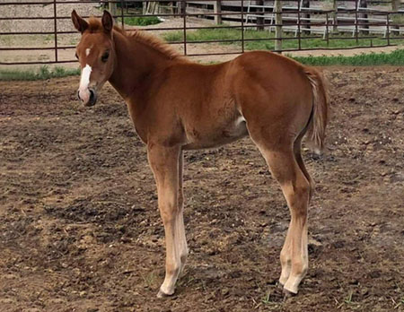 TPH StreakNsumerchic