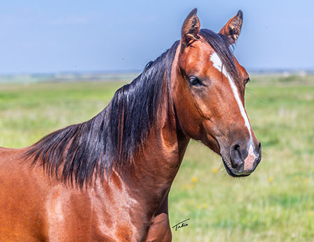 TPH Susies French Socks