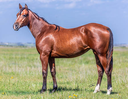 TPH Susies French Socks
