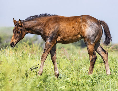 TPH Wickedly Streakn